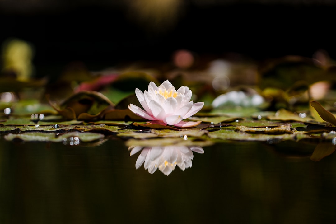 The Meaning Behind Lotus Flower Tattoos