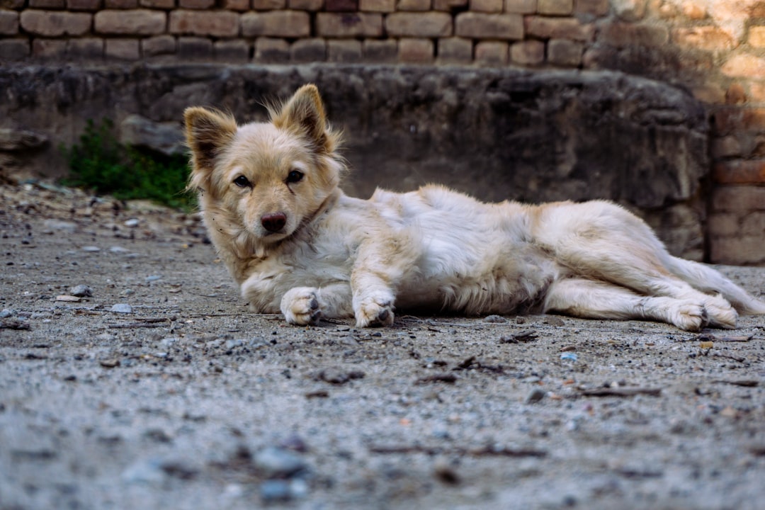 Bolio: The Ultimate Guide to Caring for Your Athletic Canine Companion