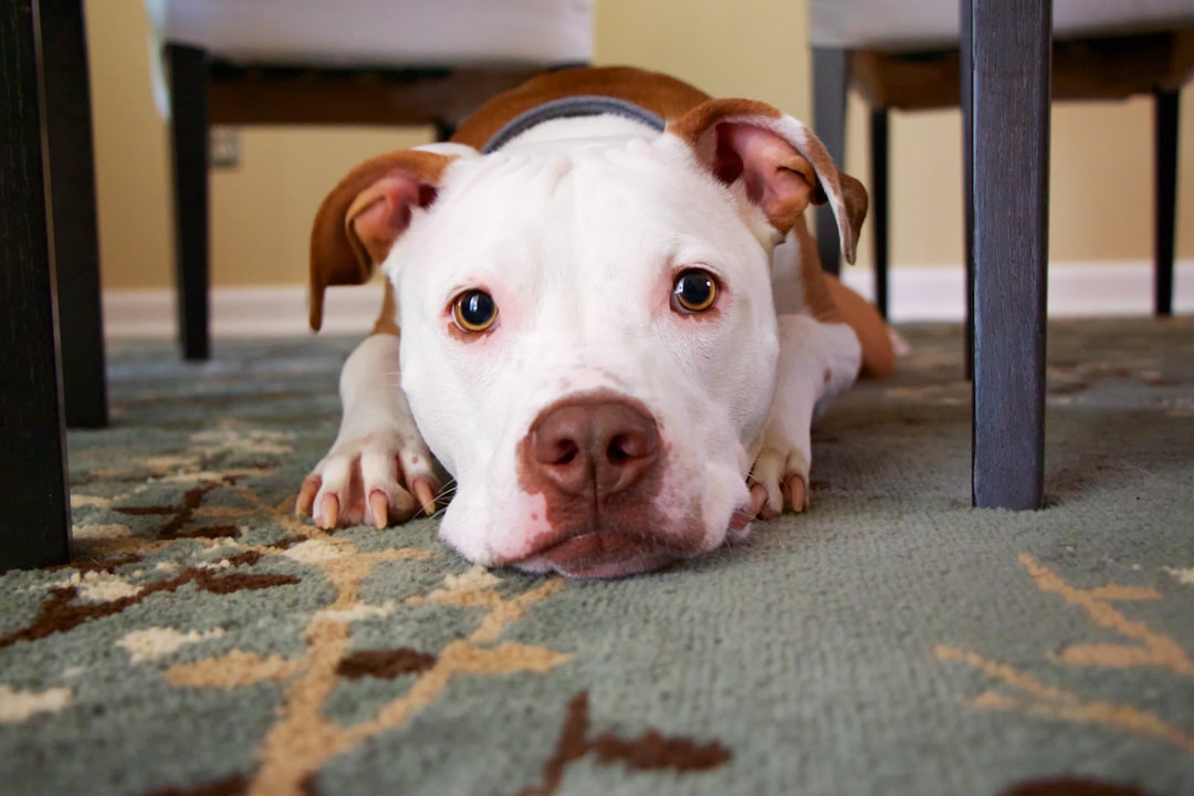 Unleashing the Charm of the Newfiedoodle